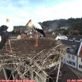 10_10-nest.jpg