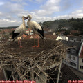 10_15-nest.jpg