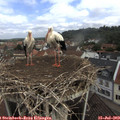 10_20-nest.jpg