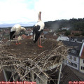 10_30-nest.jpg