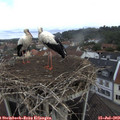 10_35-nest.jpg