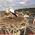10_40-nest.jpg