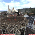 10_45-nest.jpg