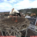 10_50-nest.jpg