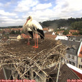 10_55-nest.jpg
