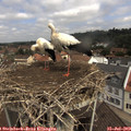 11_00-nest.jpg