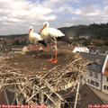11_05-nest.jpg