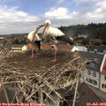 11_10-nest.jpg