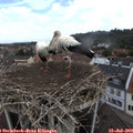 11_15-nest.jpg