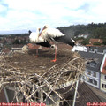 11_20-nest.jpg