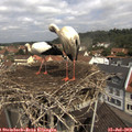 11_25-nest.jpg