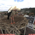 11_30-nest.jpg