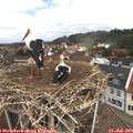 11_35-nest.jpg