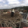 11_40-nest.jpg