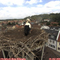 11_45-nest.jpg