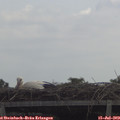11_50-mast.jpg