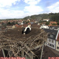 11_50-nest.jpg