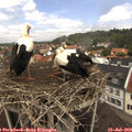 11_55-nest.jpg