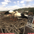 12_00-nest.jpg