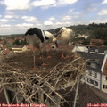 12_05-nest.jpg
