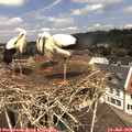 12_10-nest.jpg