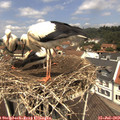 12_15-nest.jpg