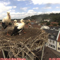 12_20-nest.jpg