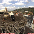 12_25-nest.jpg