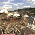 12_30-nest.jpg