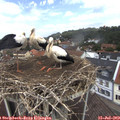 12_35-nest.jpg