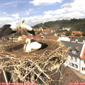 12_40-nest.jpg