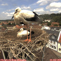 12_45-nest.jpg