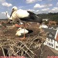 12_50-nest.jpg