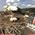 12_55-nest.jpg