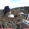 13_00-nest.jpg
