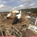 13_10-nest.jpg
