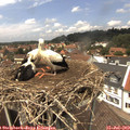 13_20-nest.jpg