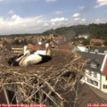 13_25-nest.jpg