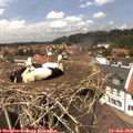 13_30-nest.jpg