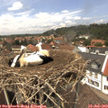 13_35-nest.jpg