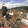 13_40-nest.jpg