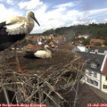 13_45-nest.jpg