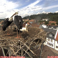 13_50-nest.jpg