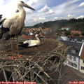13_55-nest.jpg