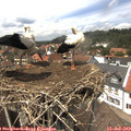 14_00-nest.jpg