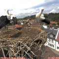 14_05-nest.jpg