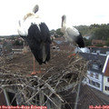 14_10-nest.jpg