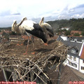 14_15-nest.jpg