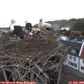 14_25-nest.jpg
