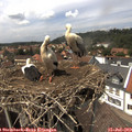 14_30-nest.jpg
